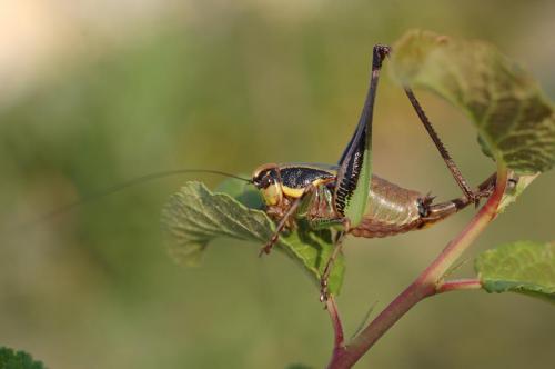 Réf. 53 588 : Eupholidoptera tyrrhenica