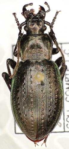 Réf. 53 052 : Carabus baudii