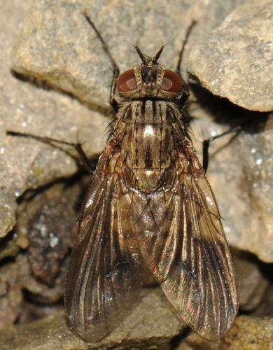 Réf. 53 080 : Helina evecta
