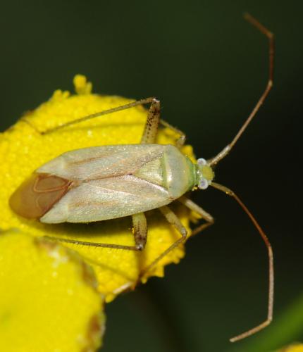 Réf. 53 913 : Adelphocoris quadripunctatus