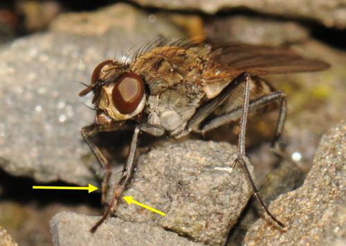 Réf. 53 082 : Lispe tentaculata