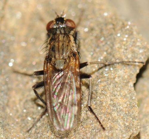 Réf. 53 083 : Lispe tentaculata
