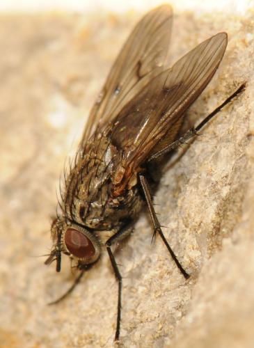 Réf. 53 081 : Helina evecta