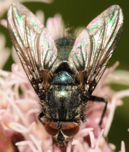 Réf. 53 993 : Bellardia sp.