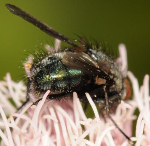 Réf. 53 992 : Bellardia sp.