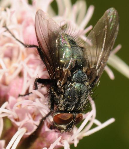 Réf. 53 991 : Bellardia sp.