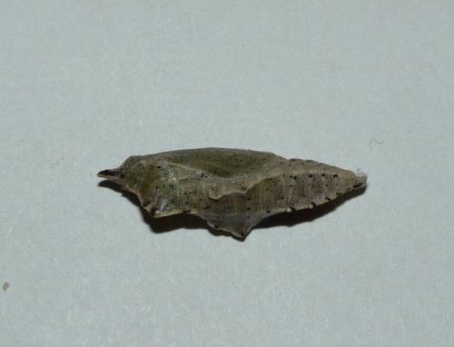Pieris sp.