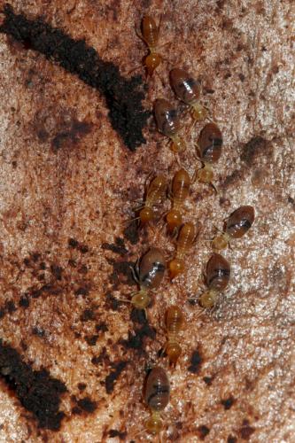Nasutitermes sp.
