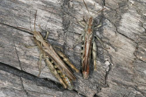 Chorthippus sp.