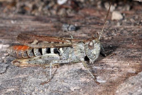 Réf. 53 501 : Chorthippus sp.