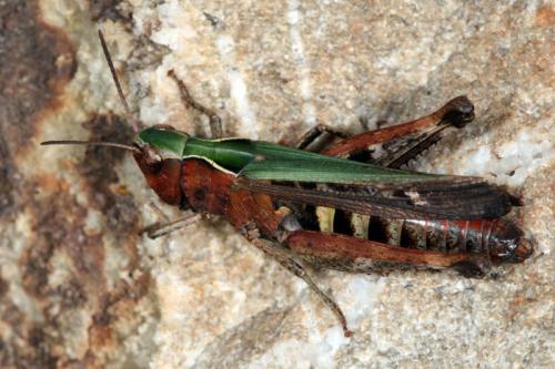 Réf. 53 502 : Omocestus rufipes