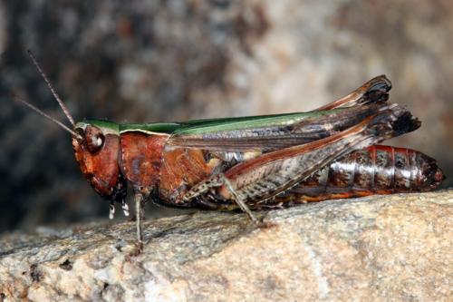 Réf. 53 511 : Omocestus rufipes