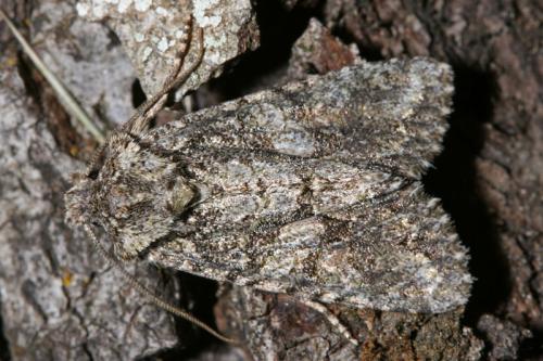 Dryobotodes eremita