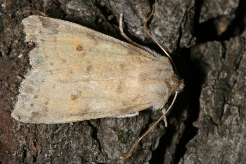 Xanthia sp.