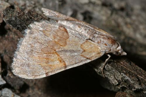 Réf. 53 467 : Pennithera firmata