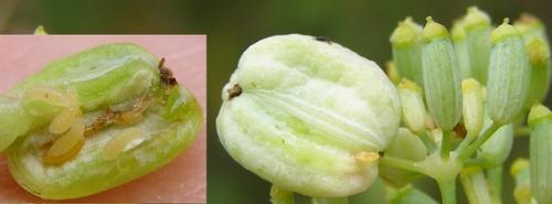 Kiefferia pericarpiicola