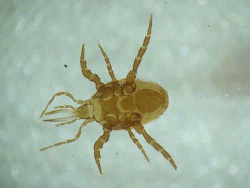 Glyptholaspis confusa