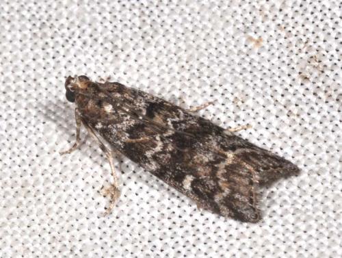 Réf. 53 356 : Dioryctria abietella