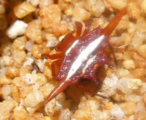 Réf. 53 795 : Gasteracantha sp.