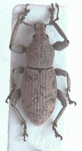 Geonemus flabellipes
