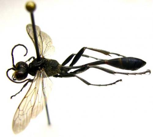 Ammophila sabulosa