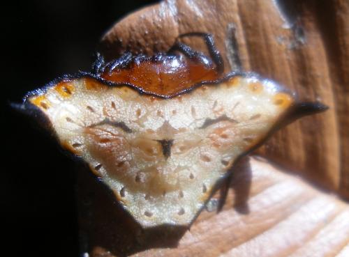 Augusta glyphica