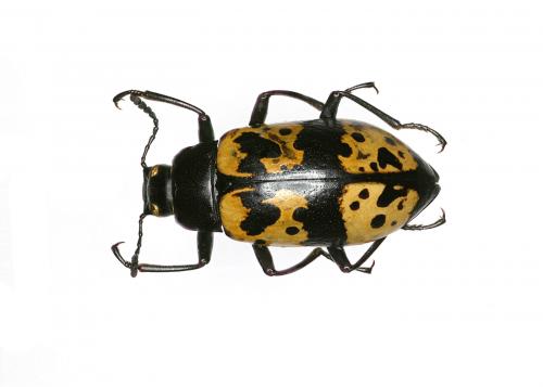 Poecilesthus sp.