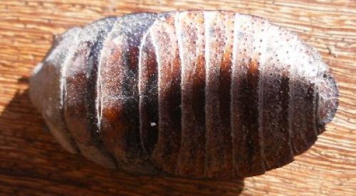 Gromphadorhina portentosa