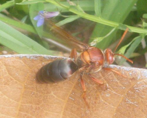 Sphecius grandidieri
