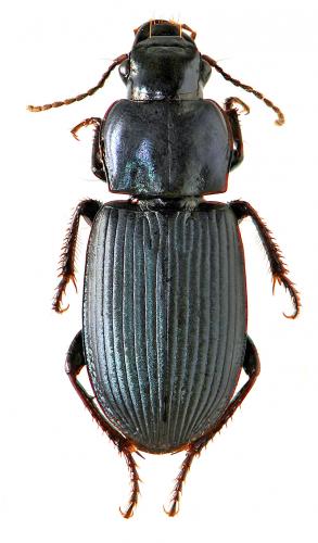 Harpalus honestus