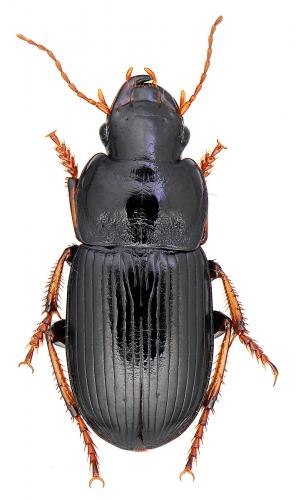 Harpalus solitaris