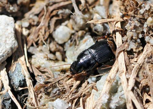 Harpalus solitaris