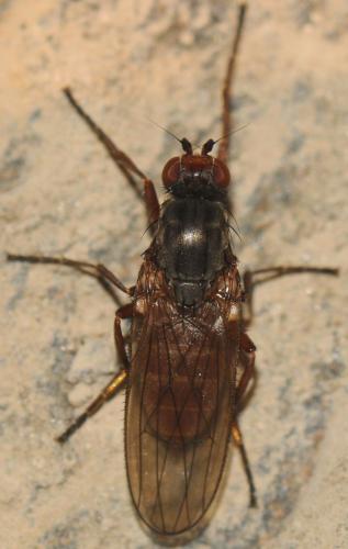 Heleomyza captiosa