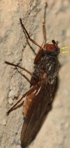 Heleomyza captiosa