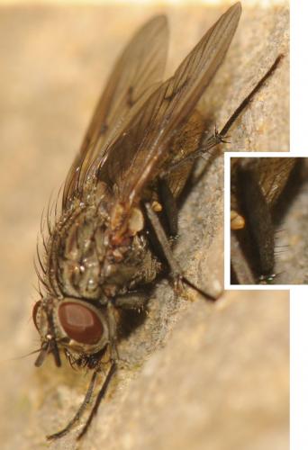 Helina evecta