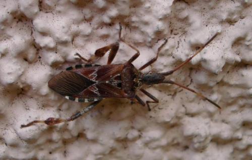 Leptoglossus occidentalis