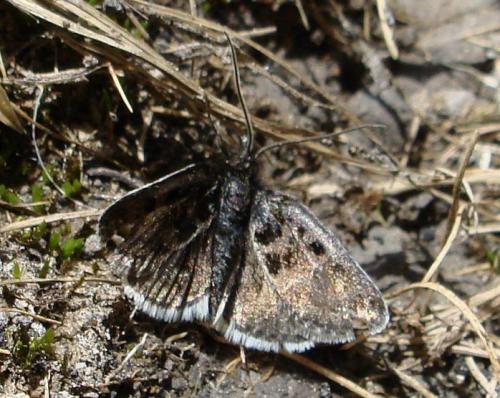 Réf. 53 406 : Metaxmeste sp.