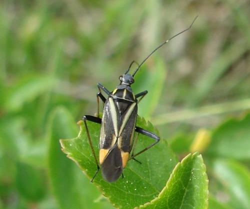 Réf. 53 850 : Hadrodemus m-flavum