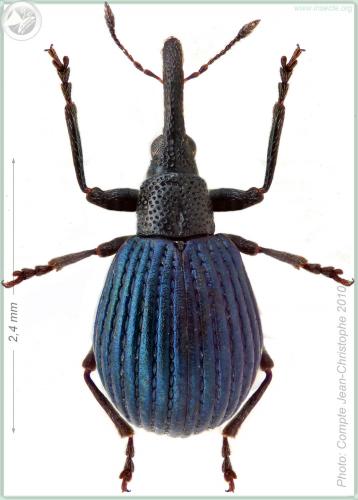 Holotrichapion pisi