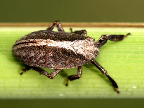 Réf. 53 868 : Caliscelis wallengreni