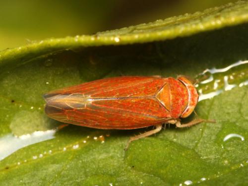 Idiodonus cruentatus