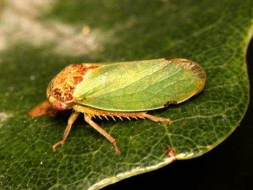 Réf. 53 207 : Iassus lanio