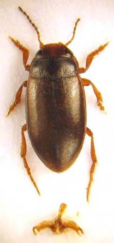 Hydroporus neglectus