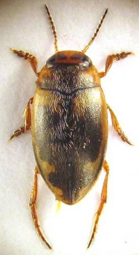 Hydroporus palustris