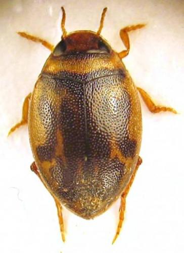 Hygrotus inaequalis