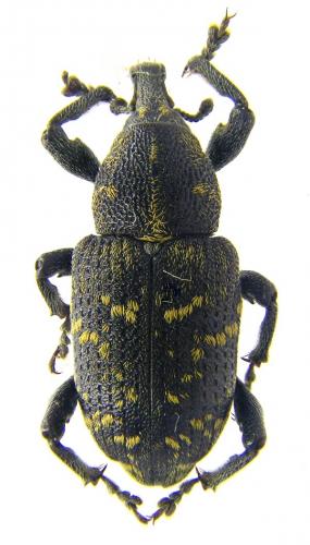 Hylobius abietis