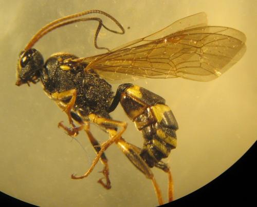 Réf. 53 766 : Amblyteles armatorius
