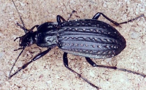 Réf. 53 596 : Carabus clatratus arelatensis