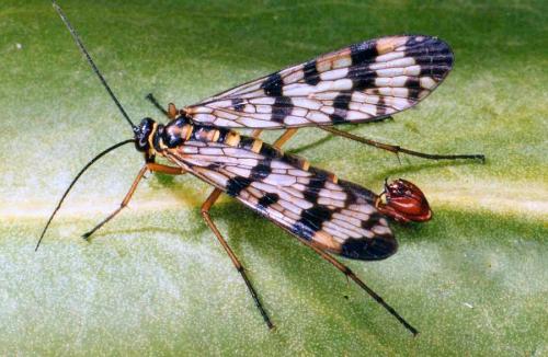 Panorpa vulgaris