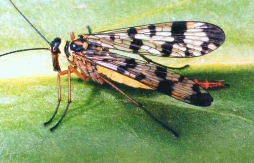 Panorpa vulgaris
